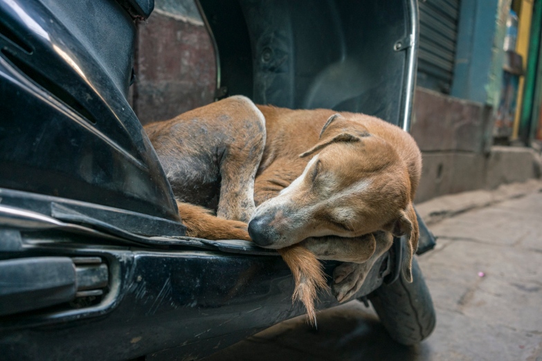 Travel and street photography of dogs and puppies made by mcmessner Mary Catherine Messner in Varanasi, India